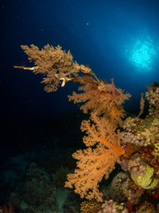Fototapeta na wymiar seabed in the red sea with coral and fish