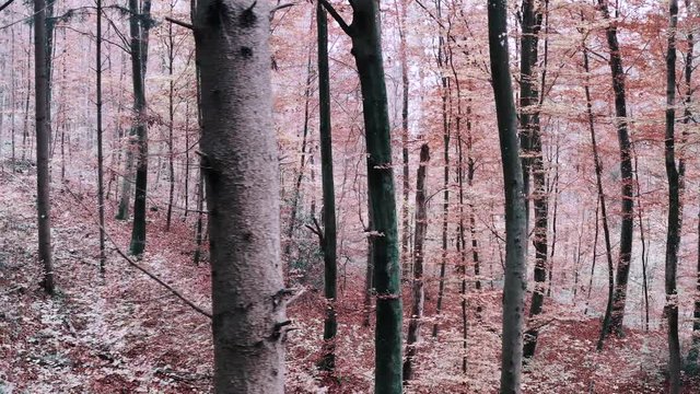 Flying through the woods in November in 4K Aspen Look color graded