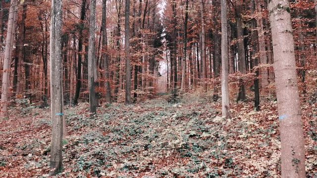 Flying through the woods in November in 4K Aspen Look color graded