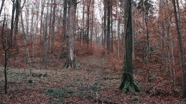 Flying through the woods in November in 4K Aspen Look color graded