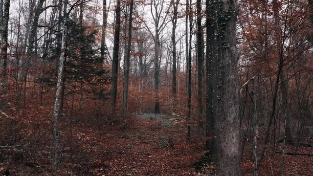 Flying through the woods in November in 4K Aspen Look color graded darker