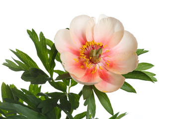 Bright peony flower isolated on a white background.