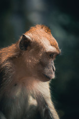 Retrato de un macaco joven de Malasia