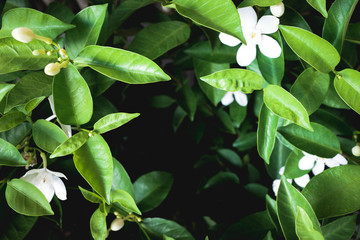 Tropical green leaves plant texture background