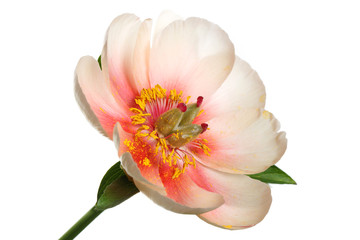 Bright peony flower isolated on a white background.