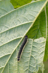 Monophadnoides rubi, Rasberry sawfly larva on plant leaf underside. Pest.