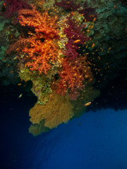 seabed in the red sea with coral and fish