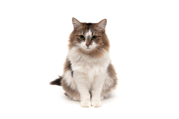 fluffy cat isolated on a white background