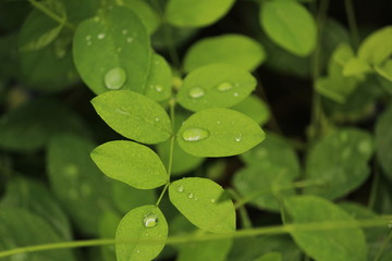 Close up shot of water drops on the single or lot of green leafs on the garden, rain drops on the single or lot of green leafs in the garden