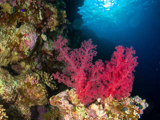 Plakat seabed in the red sea with coral and fish