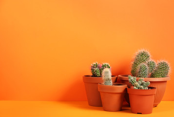 Beautiful cactuses on orange background. Space for text