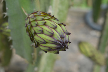 young pitaya fruit
