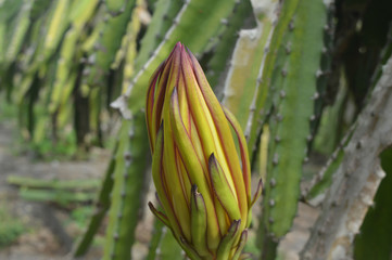 Pitaya fruit is blooming