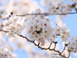 桜