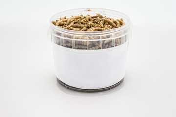 mealworms  crustaceans tenebrio molitor isolated