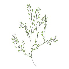 Capsella flower, Shepherd's purse, Capsella bursa-pastoris, the entire plant, hand drawn graphic vector colorful illustration, doodle ink sketch isolated on white, contour style for design cosmetic
