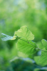 grüne Blätter mit geringer Tiefenschärfe Naturbild