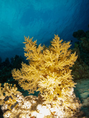seabed in the red sea with coral and fish