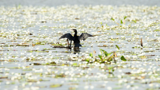 Thailand,Nakorn Sawan province: Little Cormorant (Phalacrocorax),Black cormorant relax on water at Bueng Borapet ((the largest fresh water lake in Thailand).