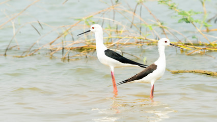 Black-winged Stilt (Himantopus himantopus)  at Bueng Boraphet (the largest freshwater swamp and lake in central Thailand).