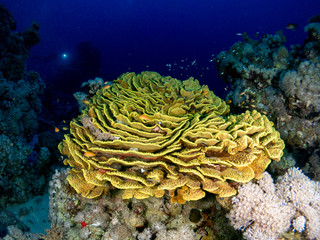 seabed in the red sea with coral and fish