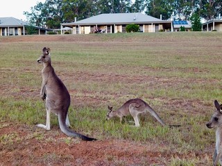 Kangaroos in Hunter Valley NSW Australia