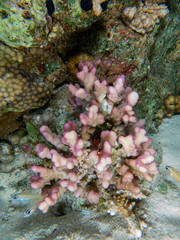 Naklejka na ściany i meble seabed in the red sea with coral and fish