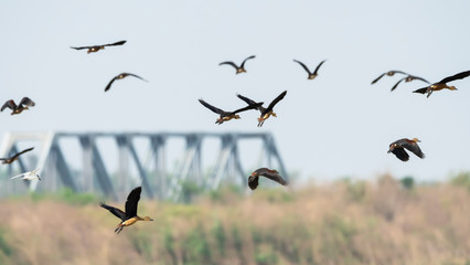 Flock of Whistling Duck flying over Bueng Boraphet lake with railway bridge background, Bueng Boraphet (the largest freshwater swamp and lake in central Thailand).