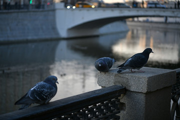 pigeons sit on the parapet near the river