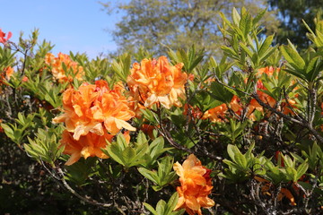 Bright orange flowers in full bloom