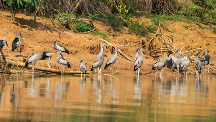 Young Open-billed stork or Burung Botak Siput or Asian openbill  or Burung Botak Siput on riverbank  at Bueng Boraphet  (the largest freshwater swamp and lake in central Thailand).