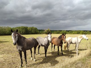 Obraz premium chevaux avant l'orage