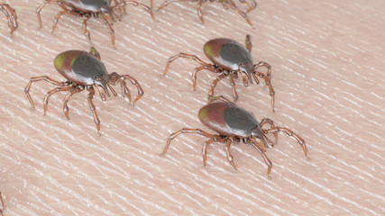 3d rendered illustration of a group of ticks crawling on human skin