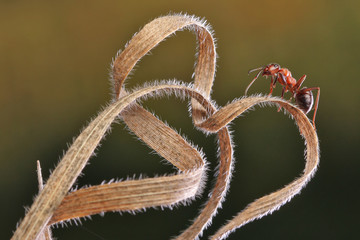 Ant endlessly runs on a dry blade of grass on a dark background. 