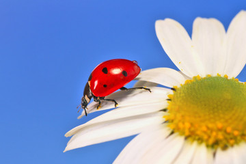 Ladybug leisurely runs on a field flower named Daisy. 