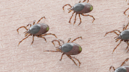 3d rendered illustration of a group of ticks crawling on human skin