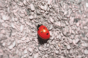 Ladybug on stone. Closeup. Nature and ecological concept photo.