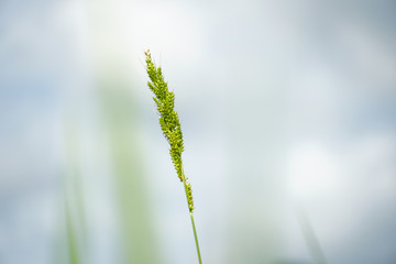 Grass flowers In the green rice fields, jungle rice, rice Weeds, Nature Background, In the morning