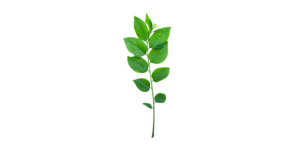 Gooseberry leaves on a white background