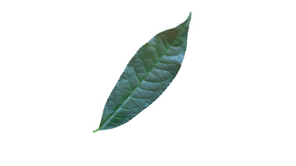 Chrysophyllum cainito leaf on a White background