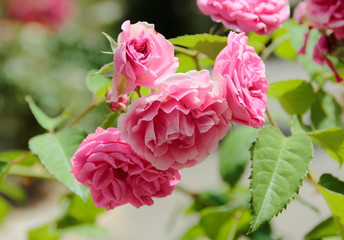 pink rose in the garden