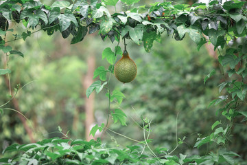 Obraz premium gac fruit