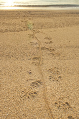 traces of a monitor lizard on sand