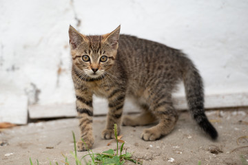 Naklejka na ściany i meble Small cat on a concrete floor