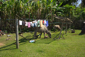 buffaloes graze in a meadow in the courtyard