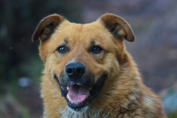 head of a dog full face close up