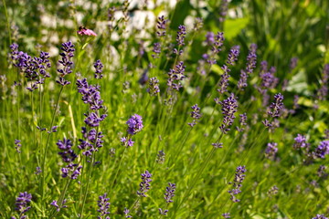 lavender flowers
