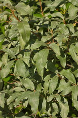 Fototapeta na wymiar background from silvery leaves