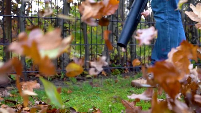 Close up of autumn leaves being blown with a leaf blower in slow motion.