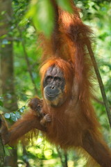 orangutan with a cub  in the jungle
